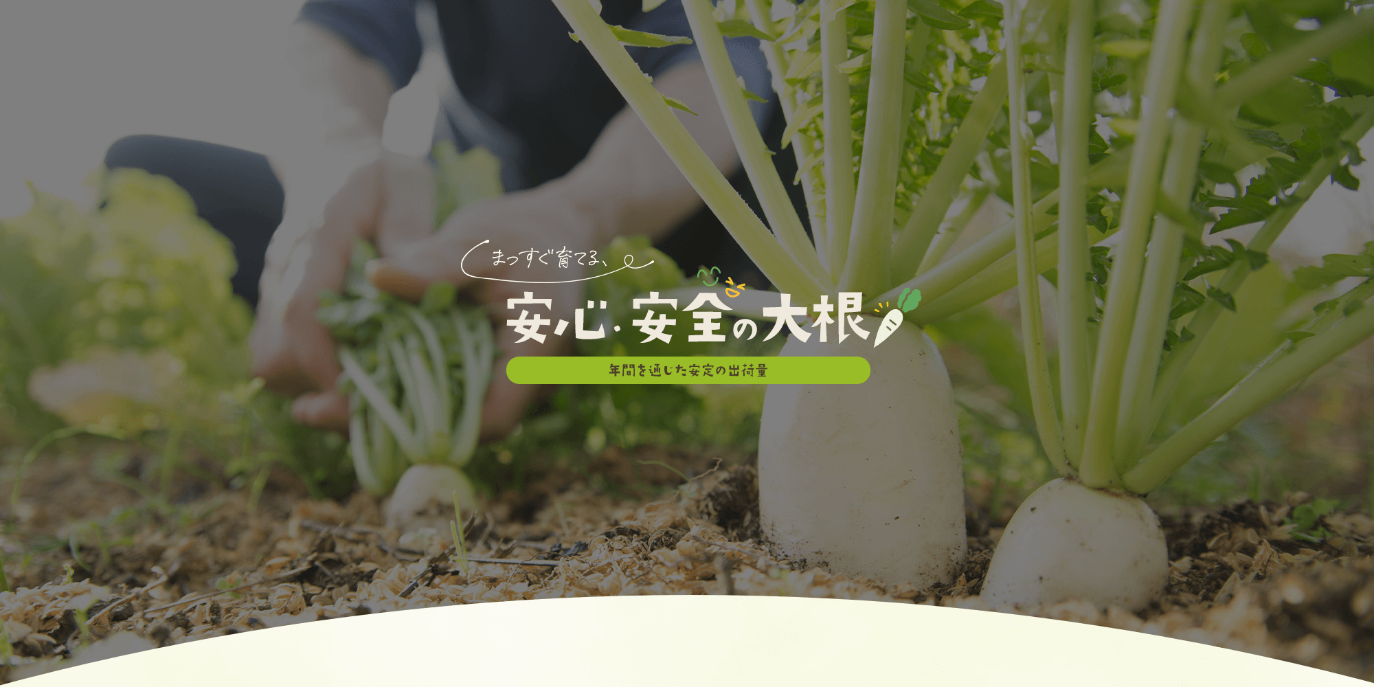 まっすぐ育てる、安心・安全の大根 年間を通じた安定の出荷量